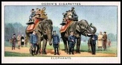 14 Elephants